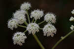 Hairy angelica